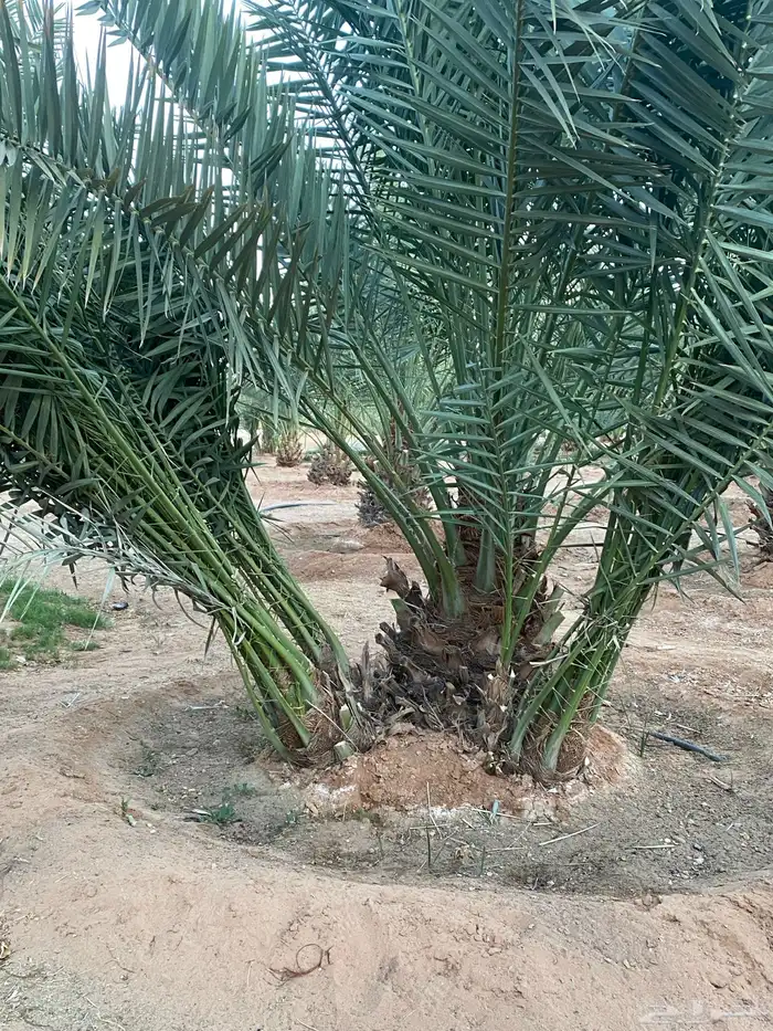 فروخ نخل خلاص 3