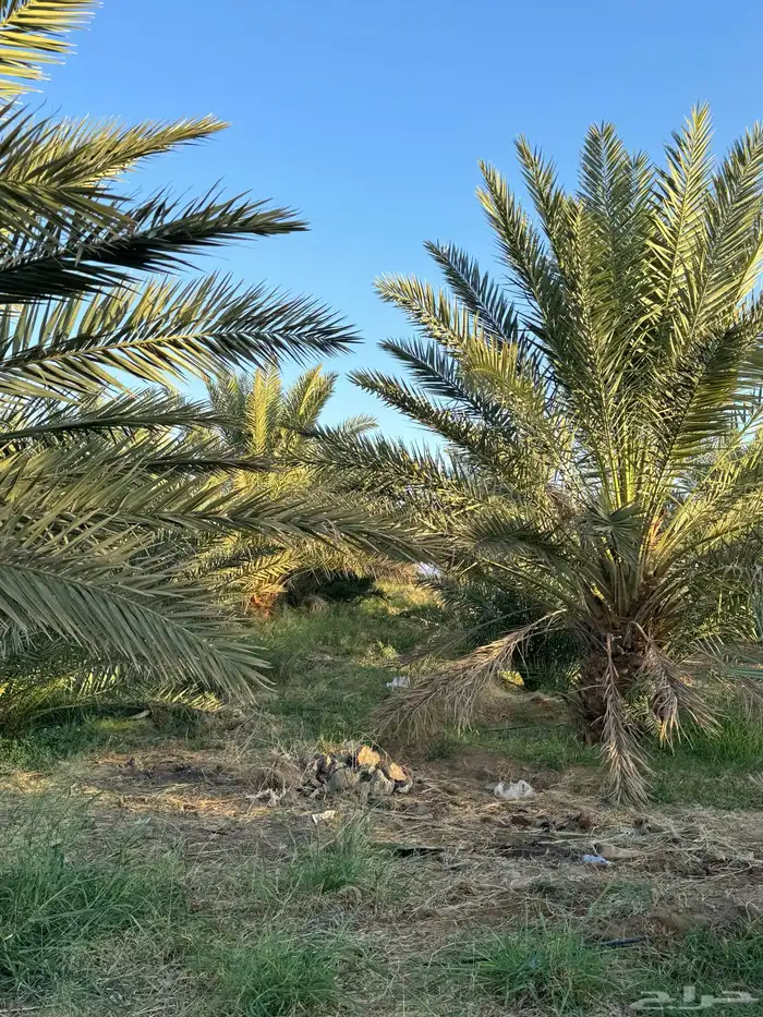 الاجار بالمنجي 0
