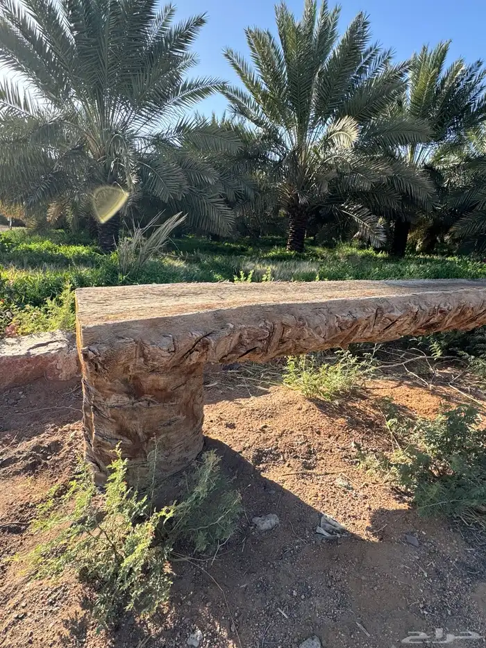 جريد نخل سعف عسيب 5