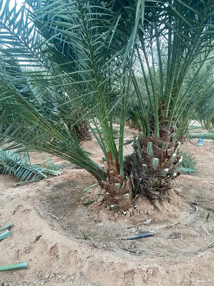 فروخ نخل خلاص 8