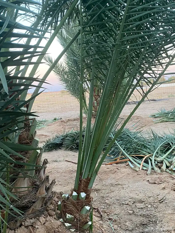 فروخ نخل خلاص 6