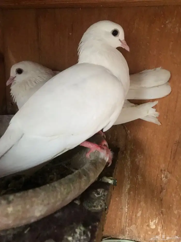 حمام صنعاني حجم صغير وصوت ناعم 6