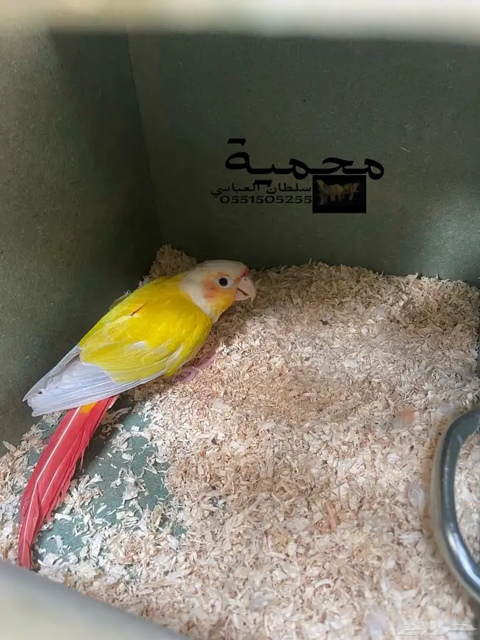 جوز كنيور صن شيك صبغة قوية 3