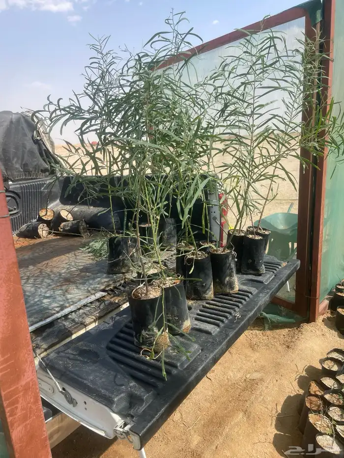 شتلات بريه الغاف الرمادي و الطلح الملحي و الغاف الاحمر 2