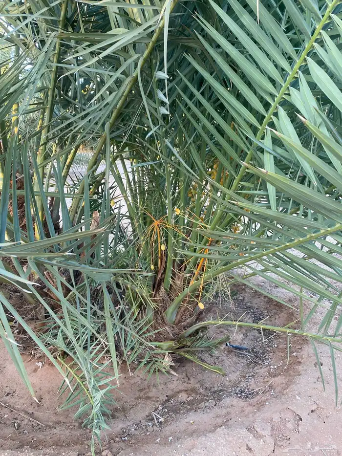 فروخ نخل خلاص 9