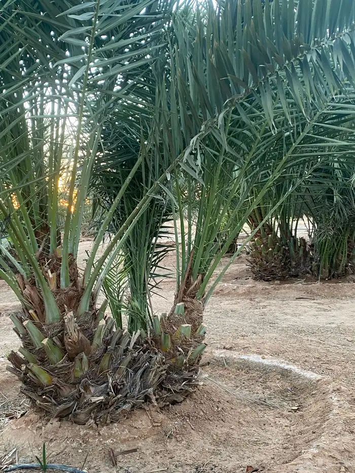 فروخ نخل خلاص 1