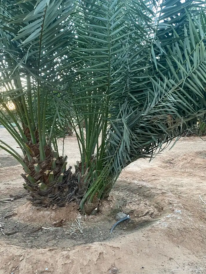 فروخ نخل خلاص 2