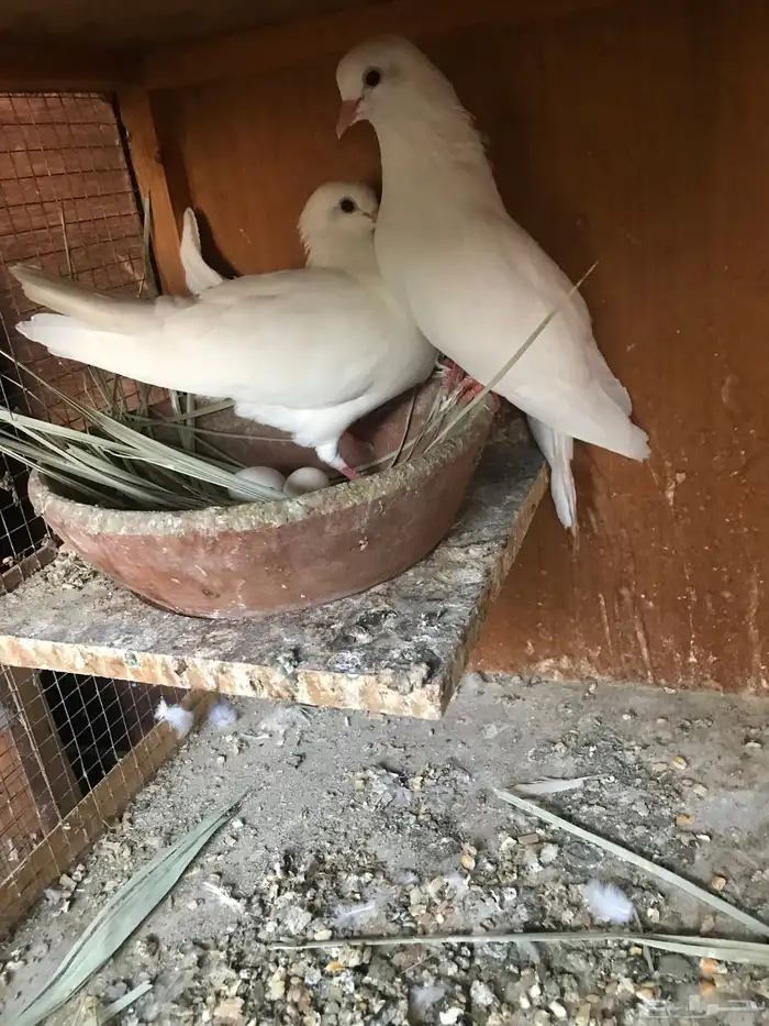 حمام صنعاني حجم صغير وصوت ناعم 2