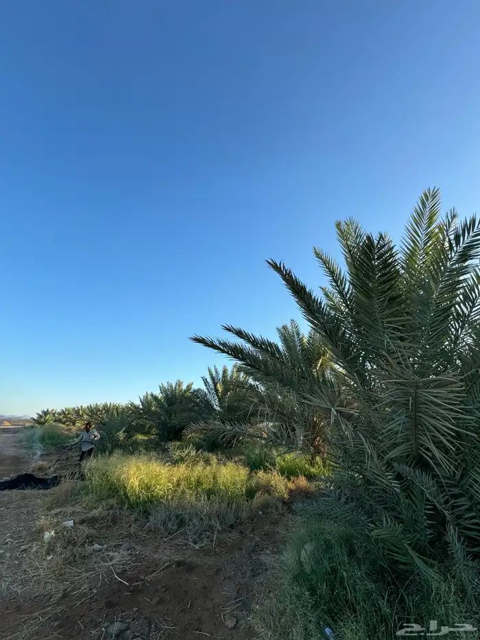 الاجار بالمنجي 3