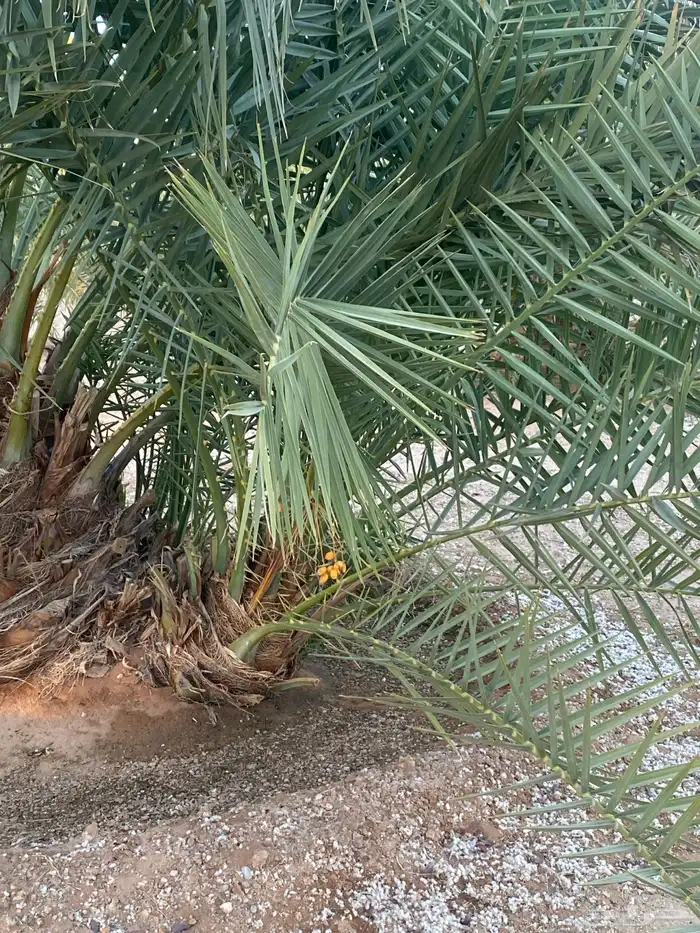 فروخ نخل خلاص 10