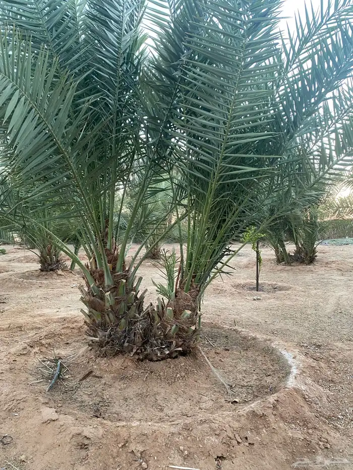 فروخ نخل خلاص 0
