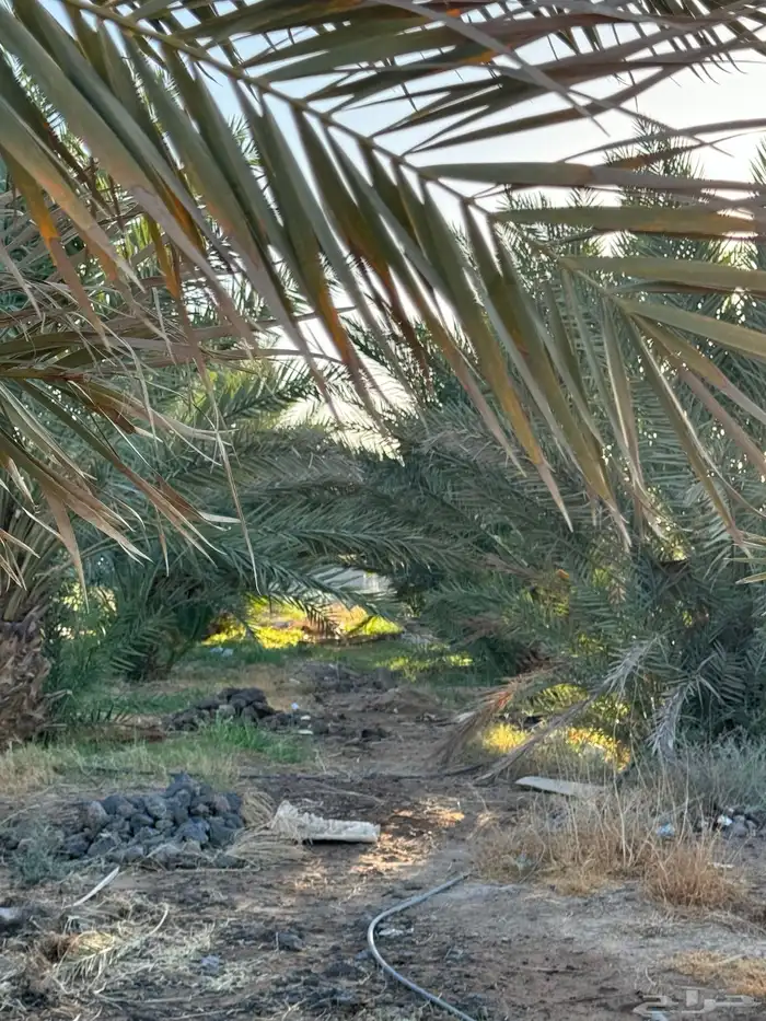الاجار بالمنجي 2