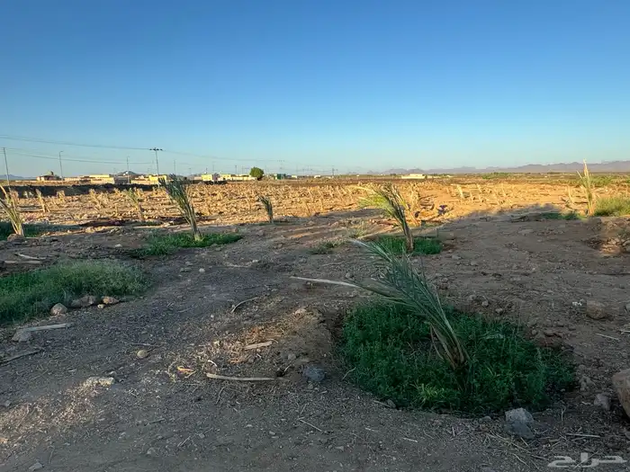 الاجار بالمنجي 1