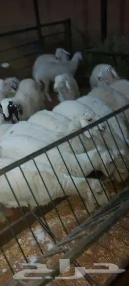 مطعم الخير يقدم خروف سيخ على الجمر 1 خروف مشوي   2   دجاج مش 8