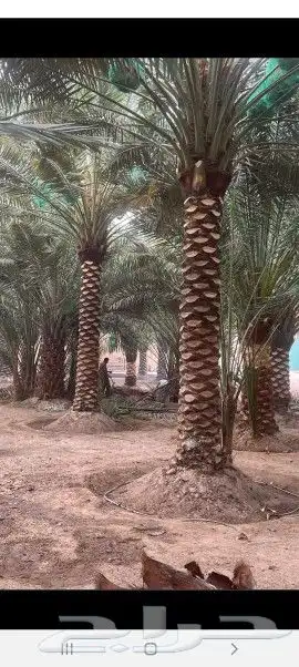 مقاول بنا حجر وتراث 3