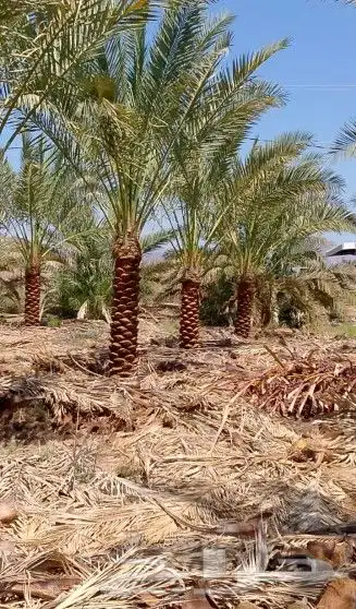 نخل للبيع المدينة 1