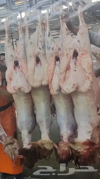 ذبائح 1