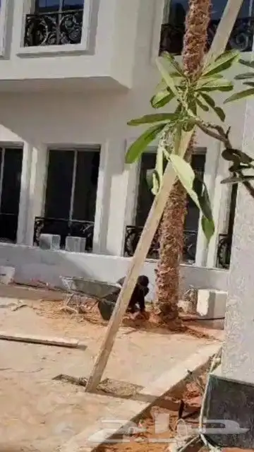 زراعه النخل وتركيب جميع انواع الشبوك 1