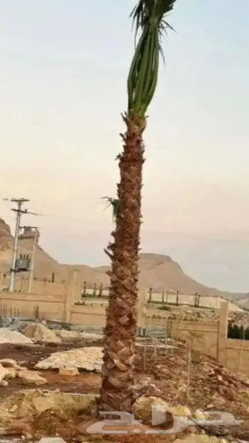 زراعه النخل وتركيب جميع انواع الشبوك 9