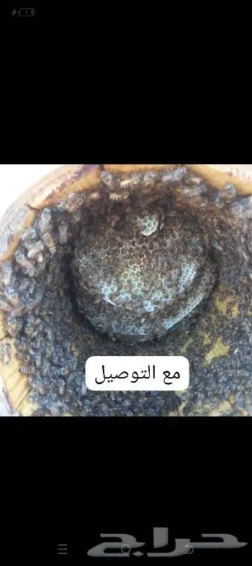يوجد نحل للبيع خلايا حايلي نحل غنامي واميات نحل طيب مليان 0