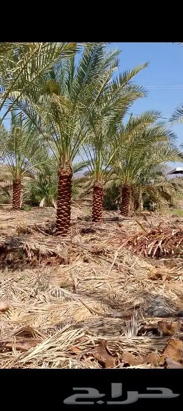 نخل للبيع المدينة 4