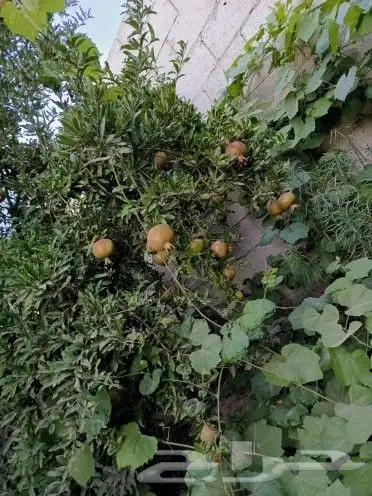 تربه زراعيه 24 ويوجد لدينا مشتل وسماد 2