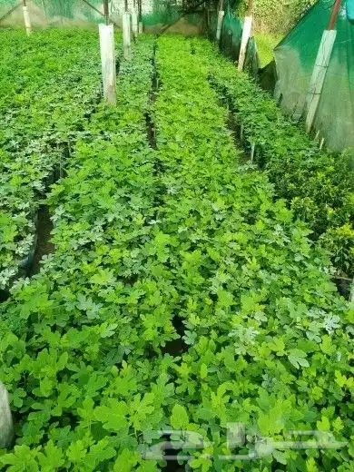 تين سكري براون 0