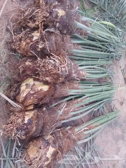 ماشالله صقعي درجه اولا 1