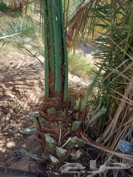 ماشالله صقعي درجه اولا 0