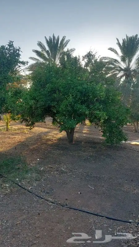 برتقال وزيتون 3