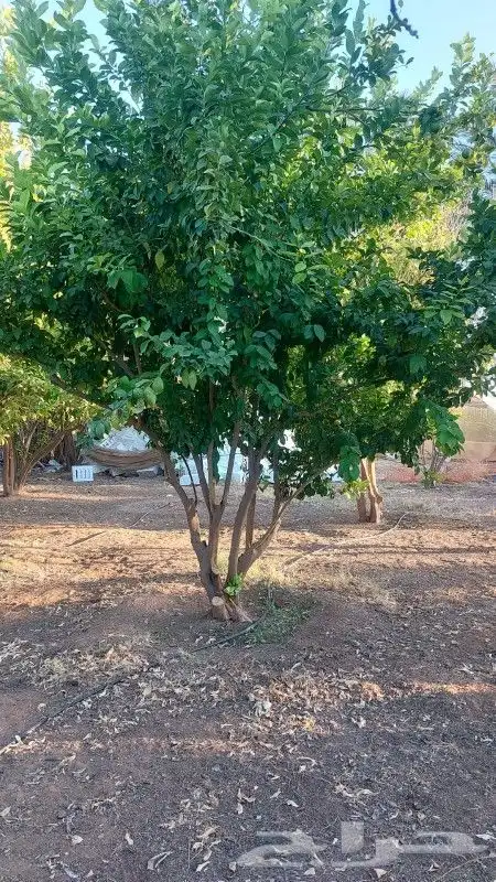 برتقال وزيتون 4