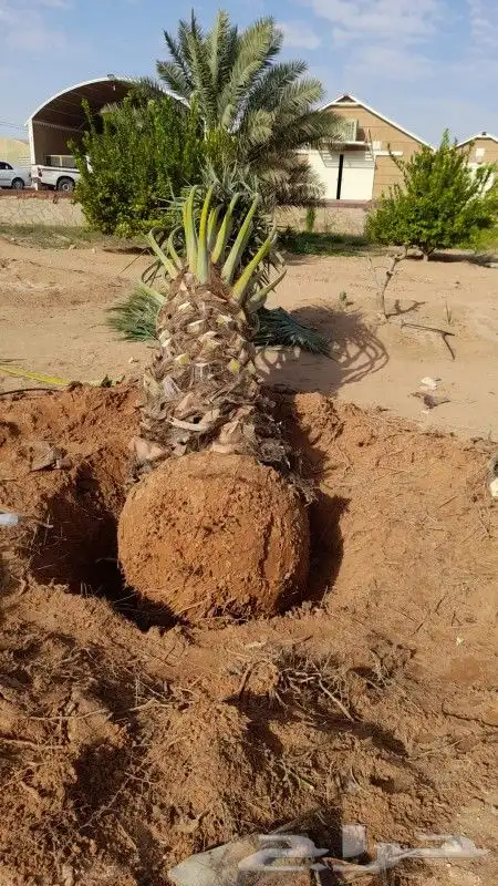 يوجد لدينا نخل عربي فاخر صقعي ومجدول وعجوه وصفاوي وعدة انواع 1