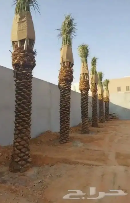 نخل وشنطن زينه ابومروحه 4