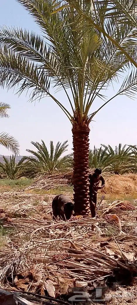 نخل للبيع المدينة 5