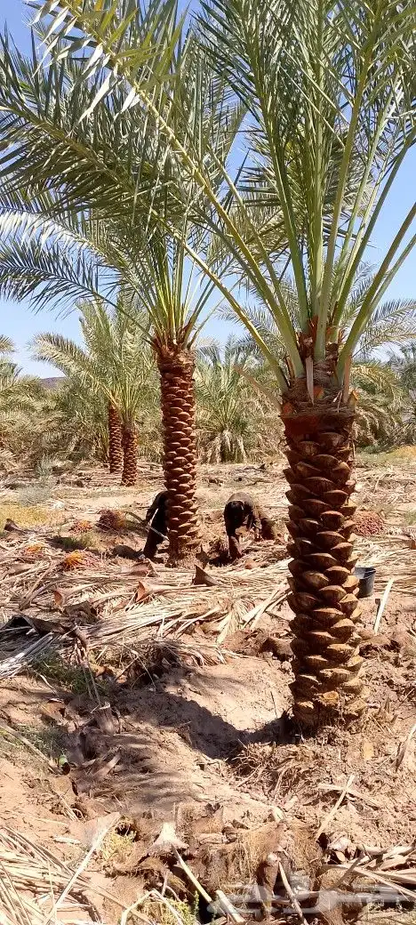 نخل للبيع المدينة 2