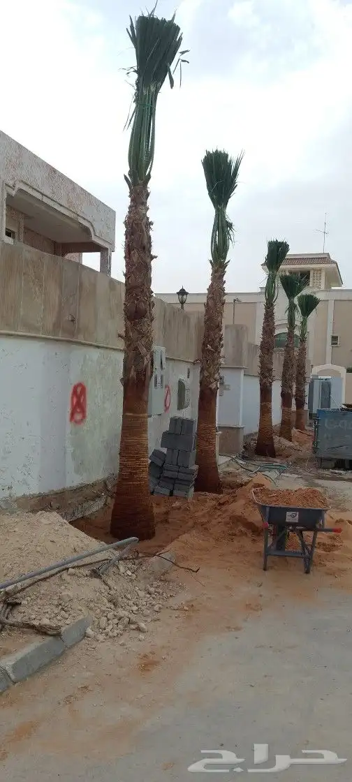 نخيل واشنطني زينه امريكي اللبيع 8