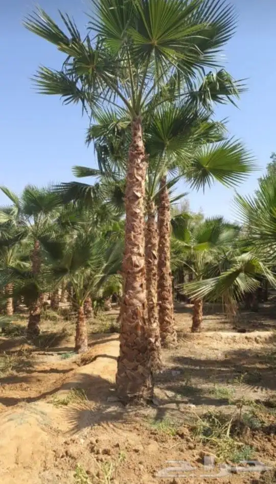 نخل وشنطن زينه ابومروحه 7