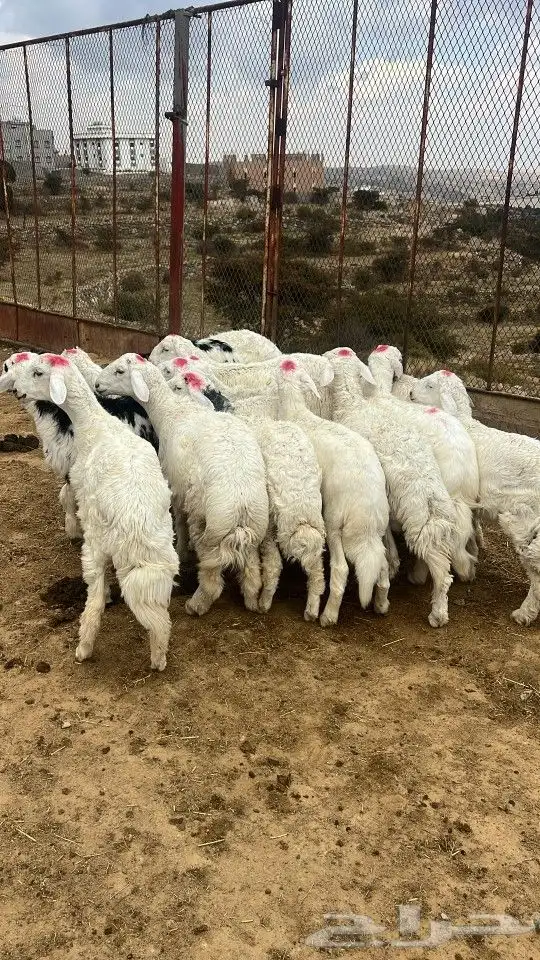 النماص تنومة حلباء يوجدخرفان سواكني وتيوس عوارض سمان ونظيفة 12