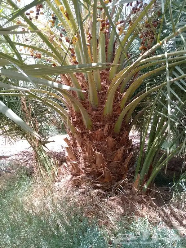 يوجد لدينا نخل عربي فاخر صقعي ومجدول وعجوه وصفاوي وعدة انواع 9
