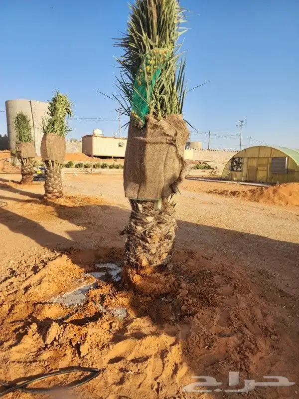 يوجد لدينا نخل عربي فاخر صقعي ومجدول وعجوه وصفاوي وعدة انواع 6