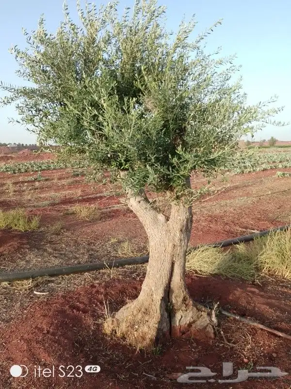 برتقال وزيتون 9