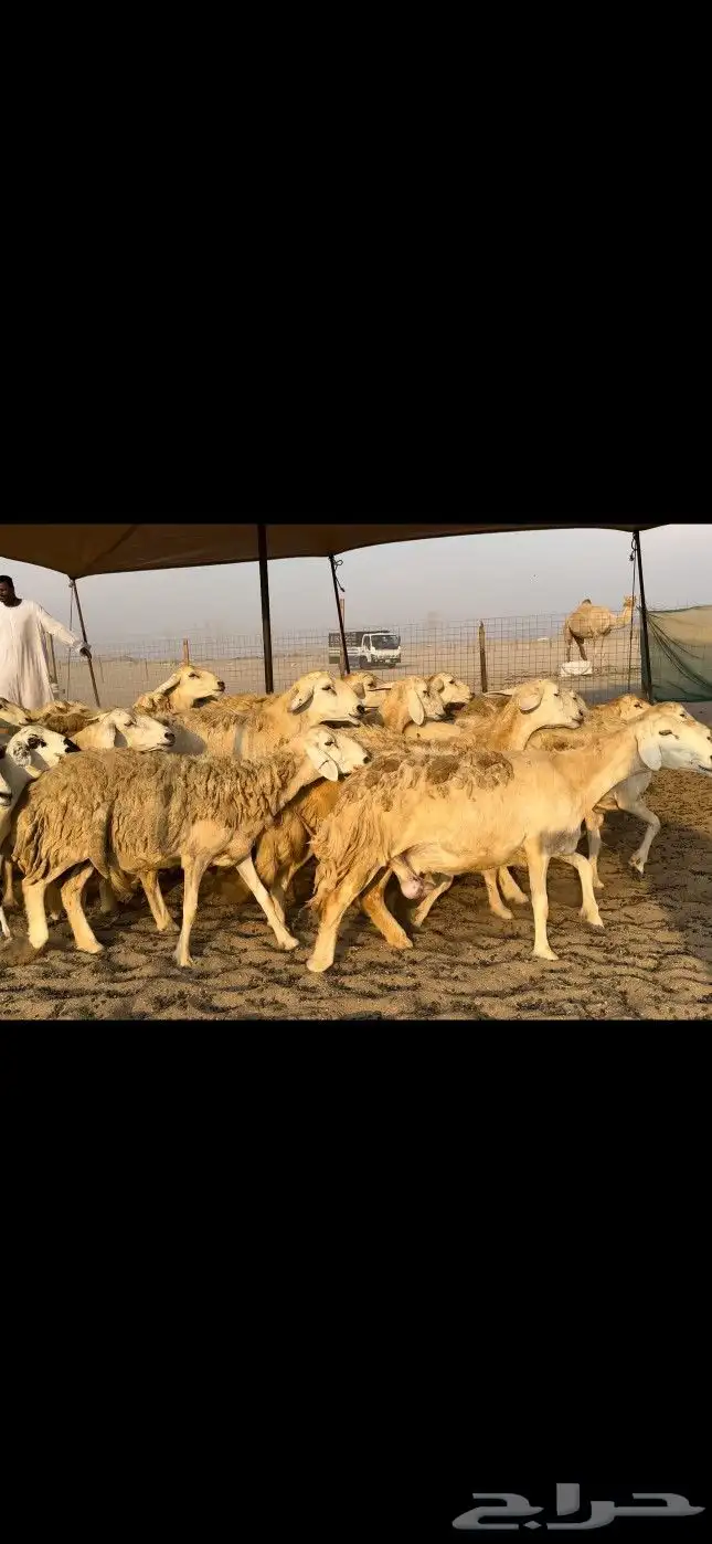 ماشاء الله تبارك الرحمن الله 4