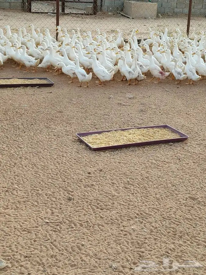 بط بكيني جاهز للذبح 1