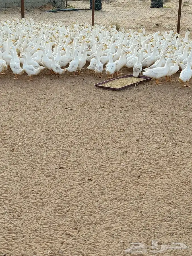 بط بكيني جاهز للذبح 2