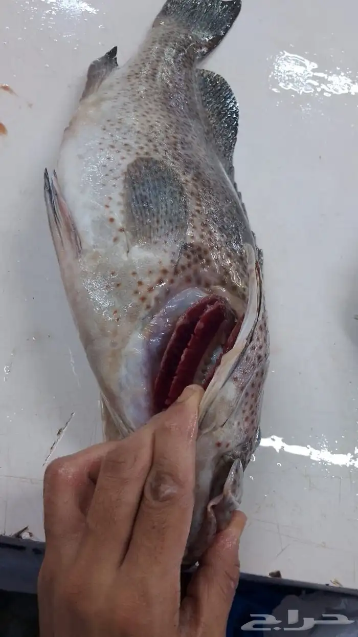 اسماك ثمار البحر 11
