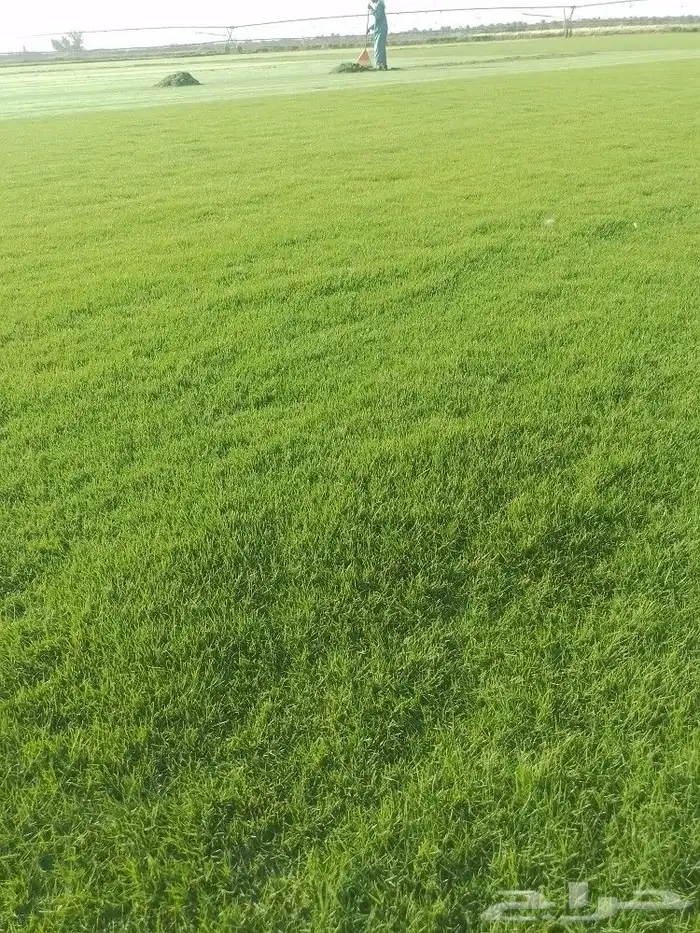 يوجدلديناجميع انواع الثيل الطبيعي الممتاز 1