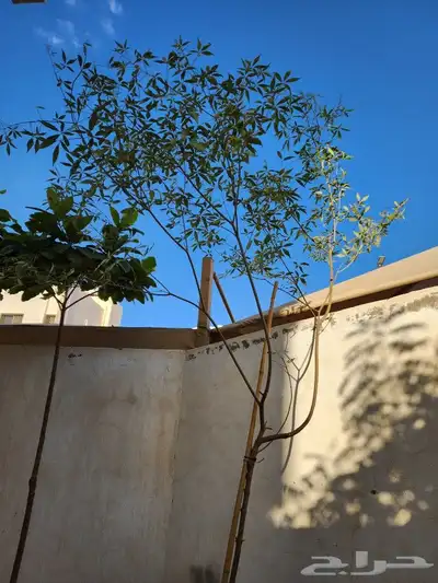 شجرة كف مريم ارتفاع 4 متر 0
