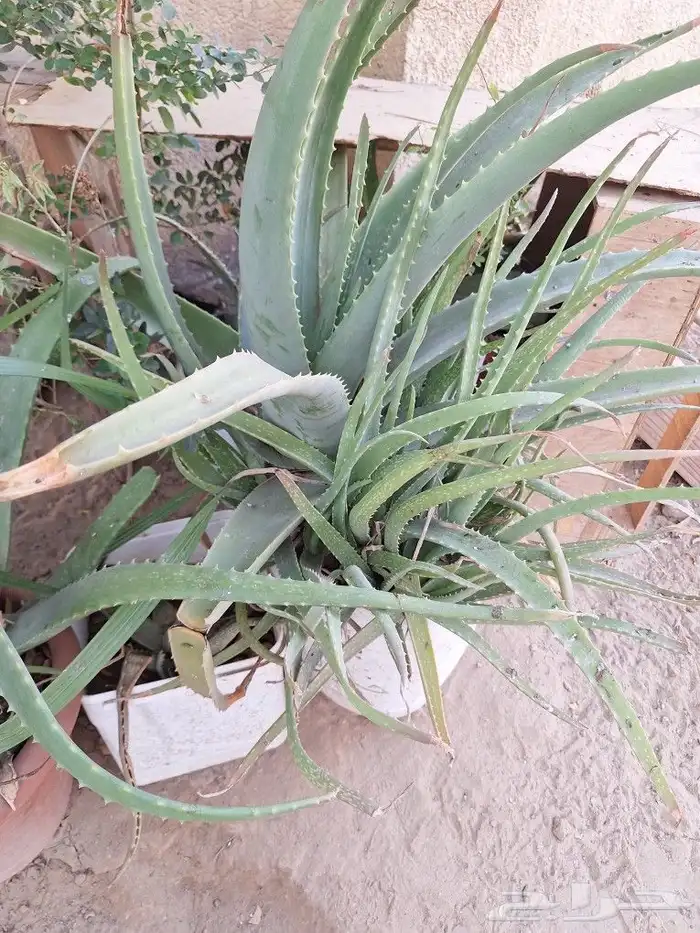 شتلات للبيع وقطع صبار 6