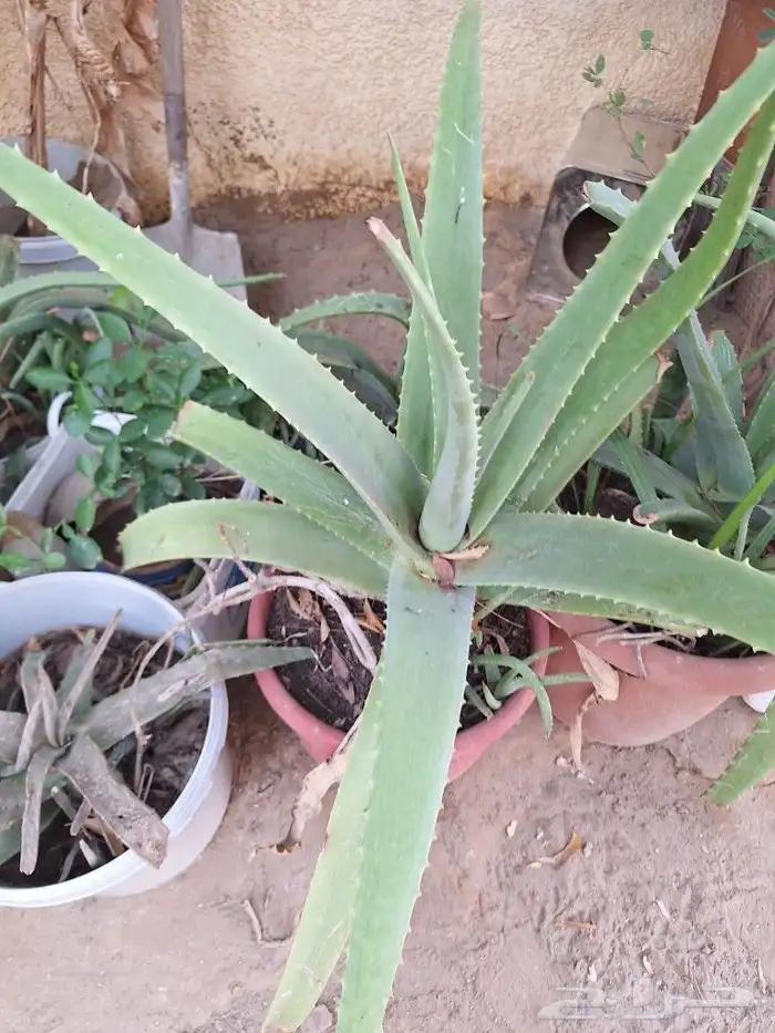 شتلات للبيع وقطع صبار 8