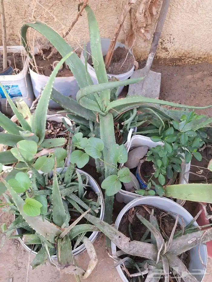 شتلات للبيع وقطع صبار 10